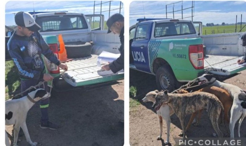 Loma Negra: se meti en un campo a cazar con perros galgos